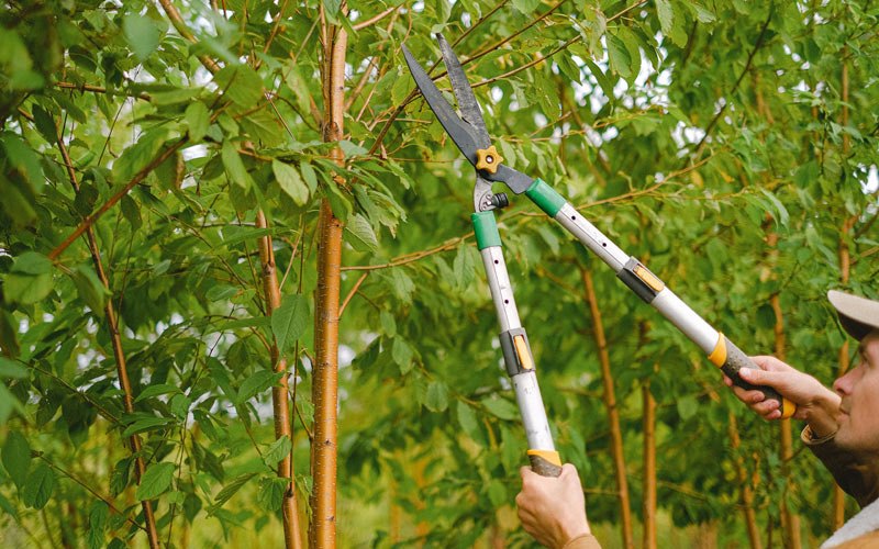 Tree trimming in Willow Springs, MO